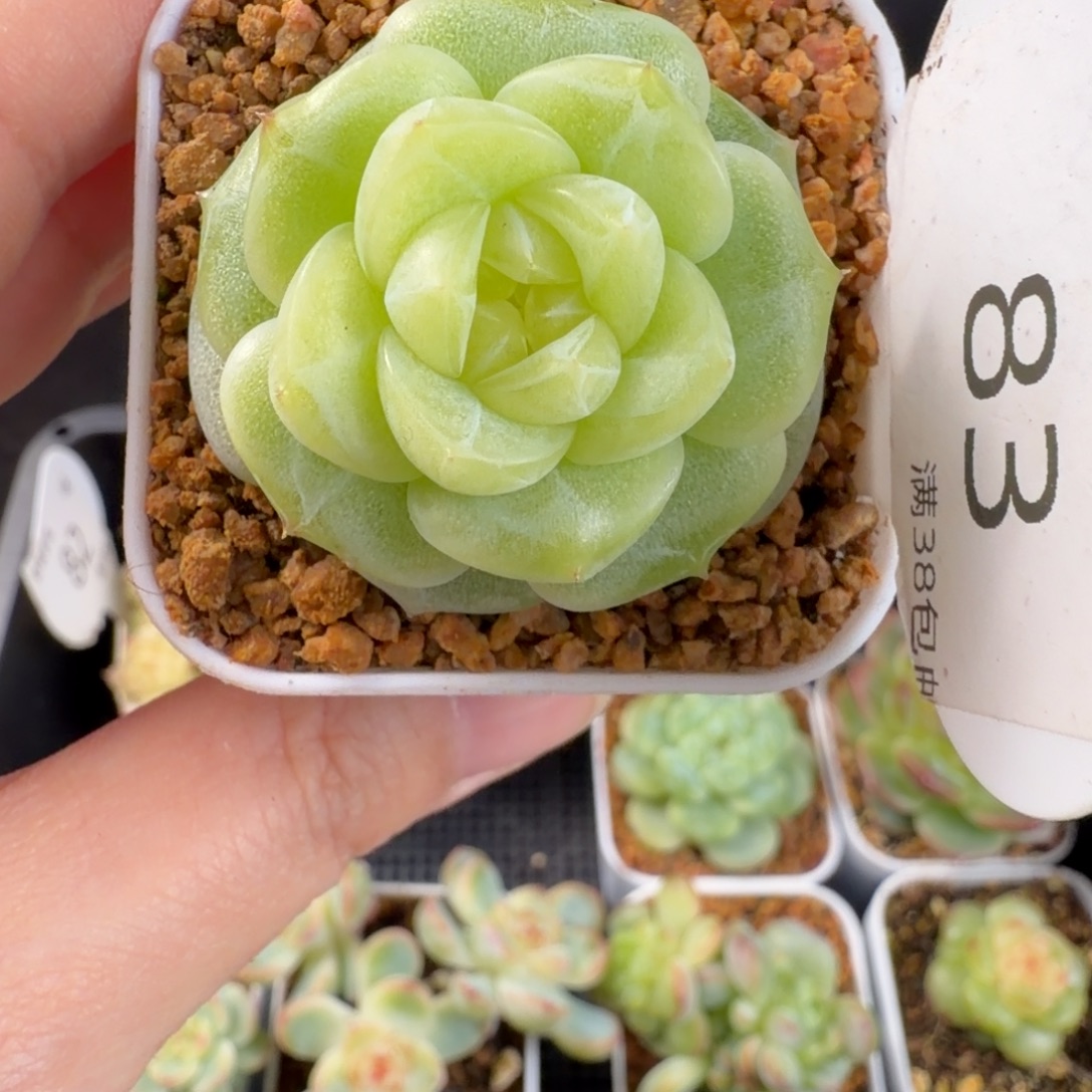 白葡萄酒单头83号