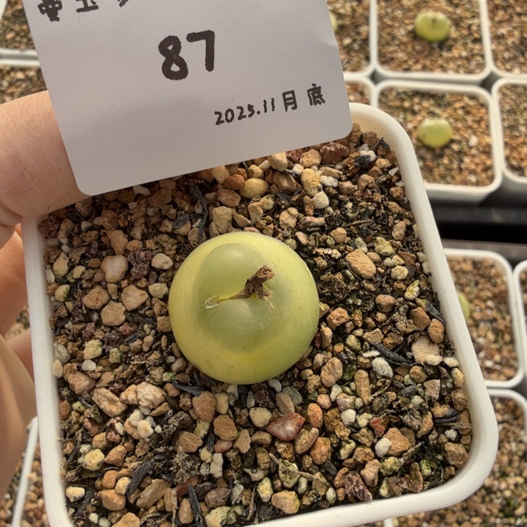 多肉多肉多肉11-087 拉登2cm