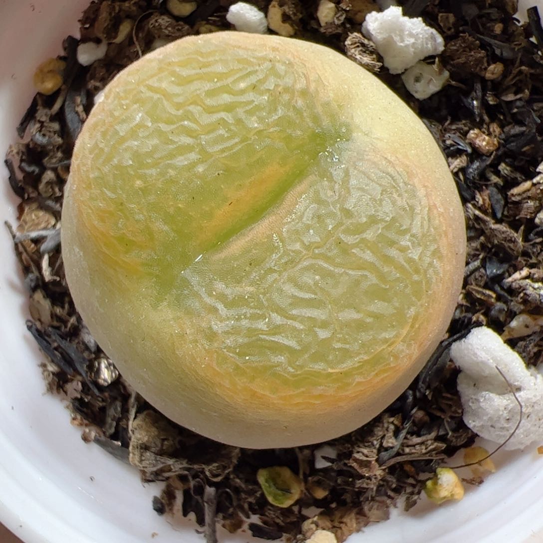 【闪购商品】316 带盆