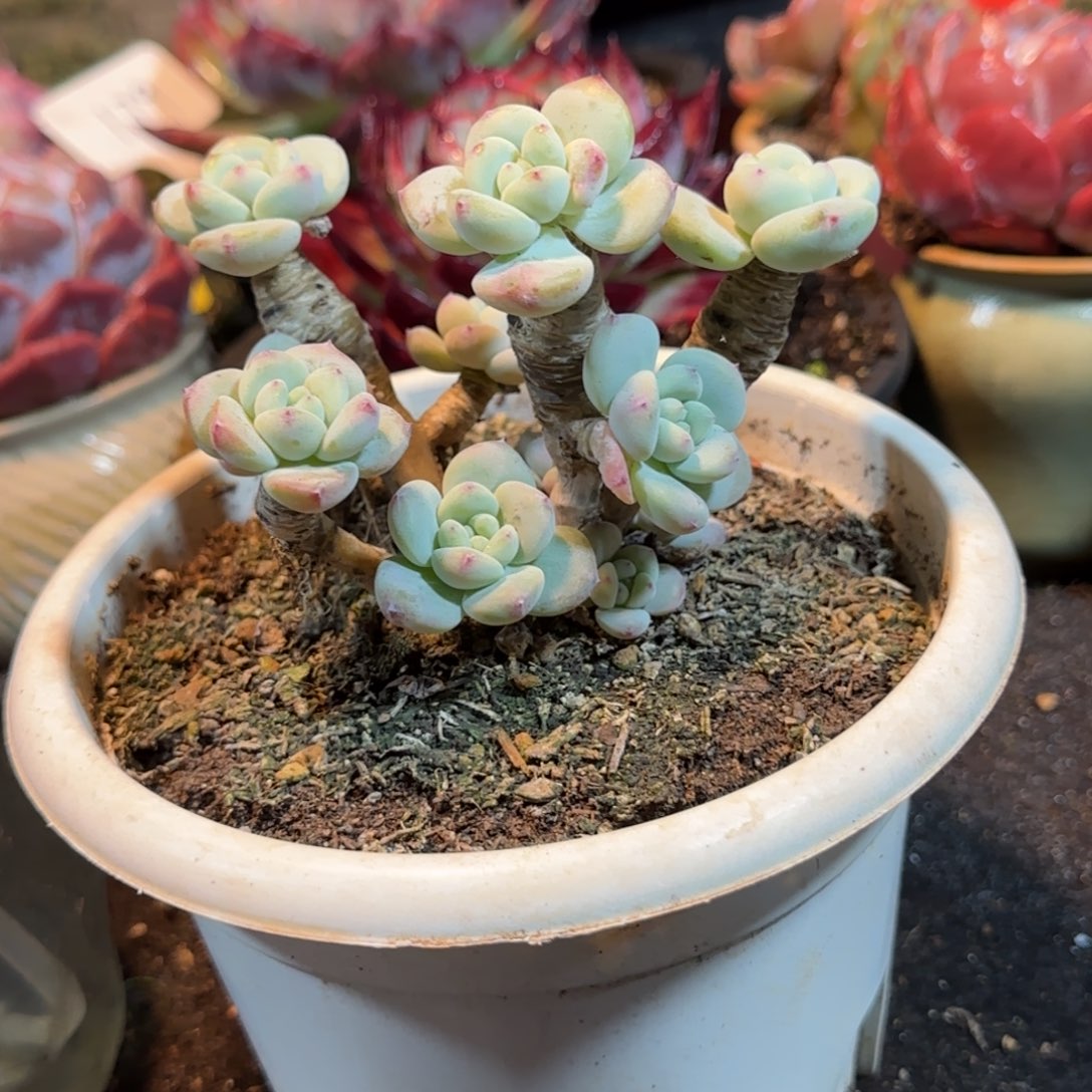 望舒物一拍包装收缩花旱
