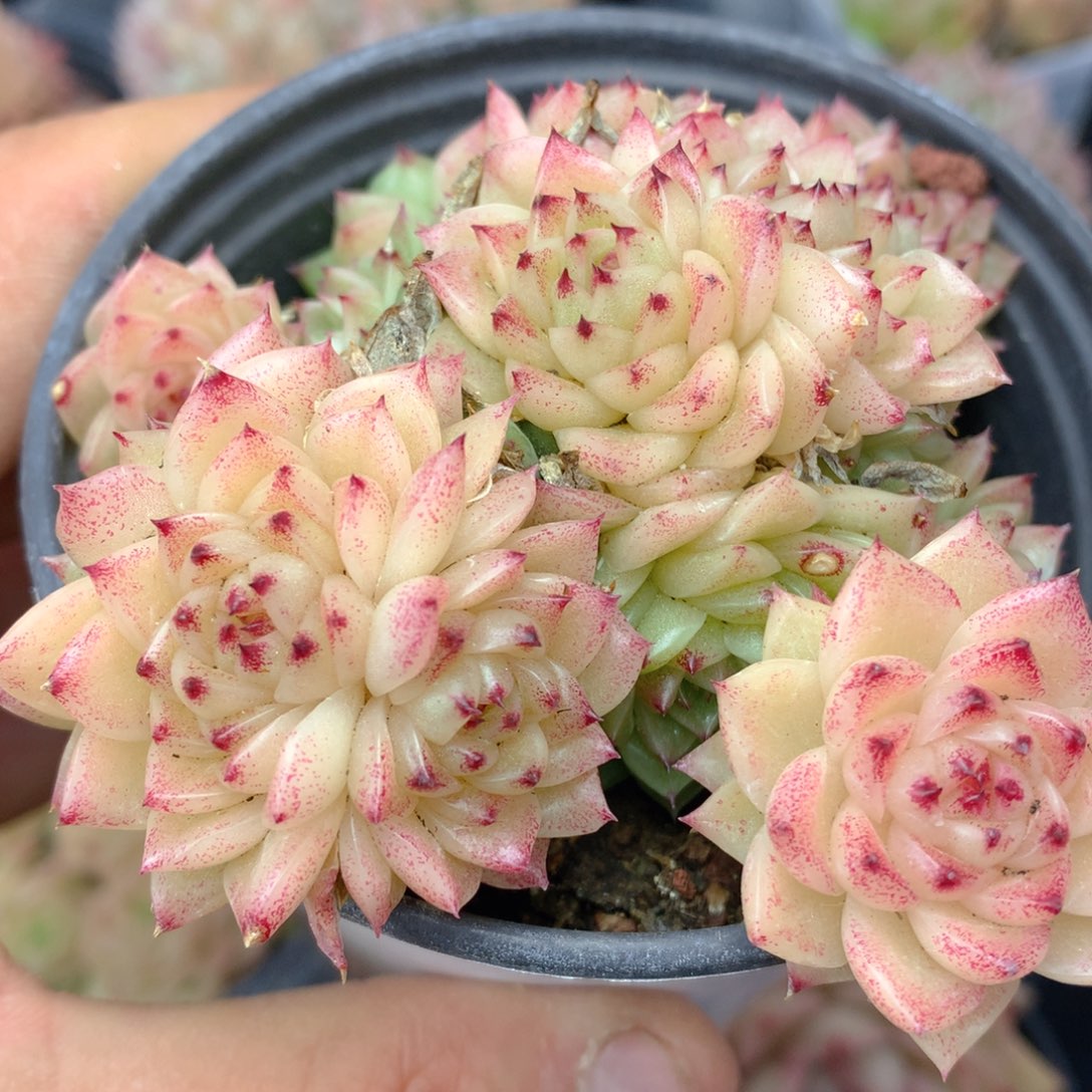 0314-02 麦杆优选