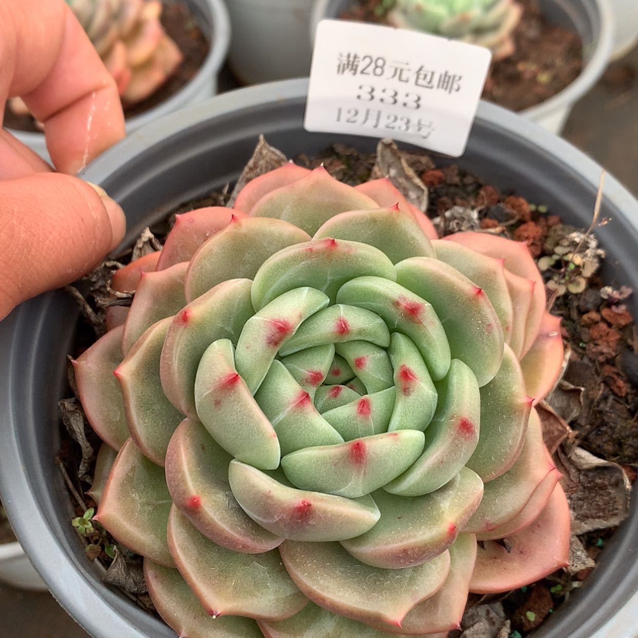 【闪购商品】云333号香槟9厘米