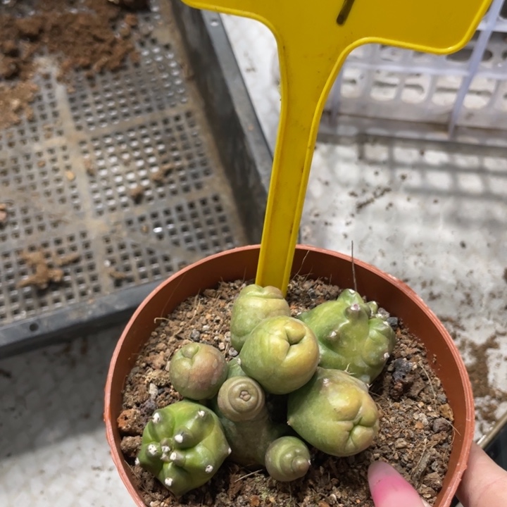 橙桃新品多头一物一拍109