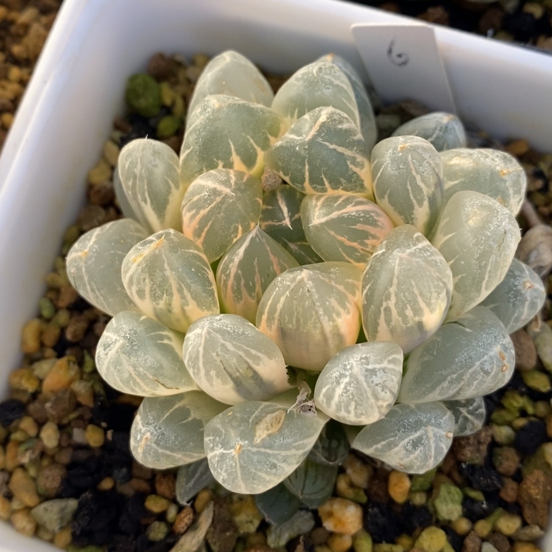 一颗实生糊斑玉露锦 