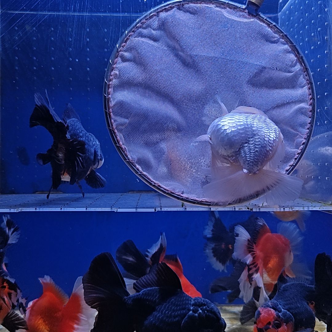 海水鱼62直播间看好下单不退不换到货录完整开箱视频有售后