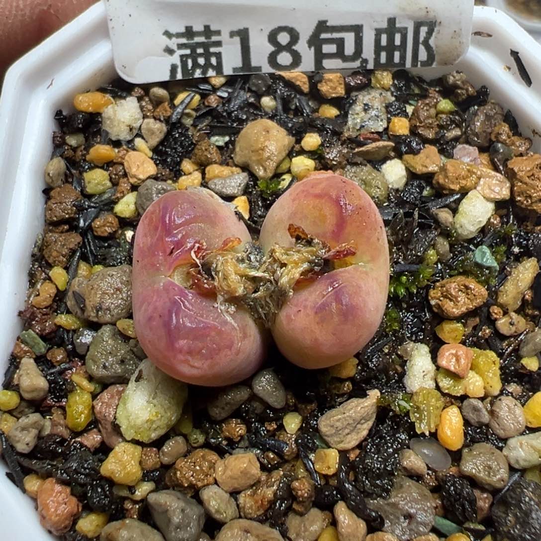 【闪购商品】 923。     