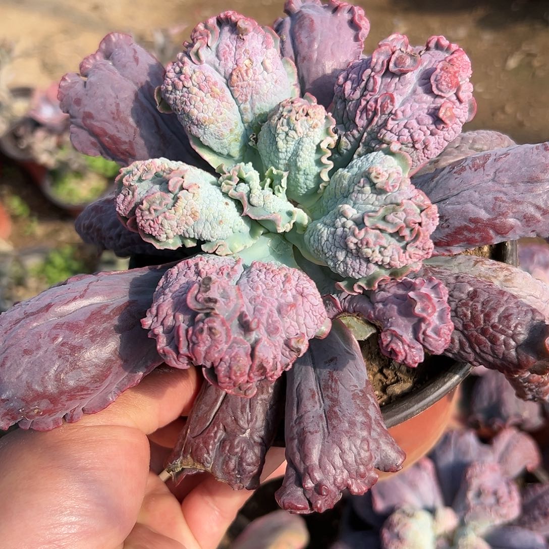 多肉植物狂野男爵