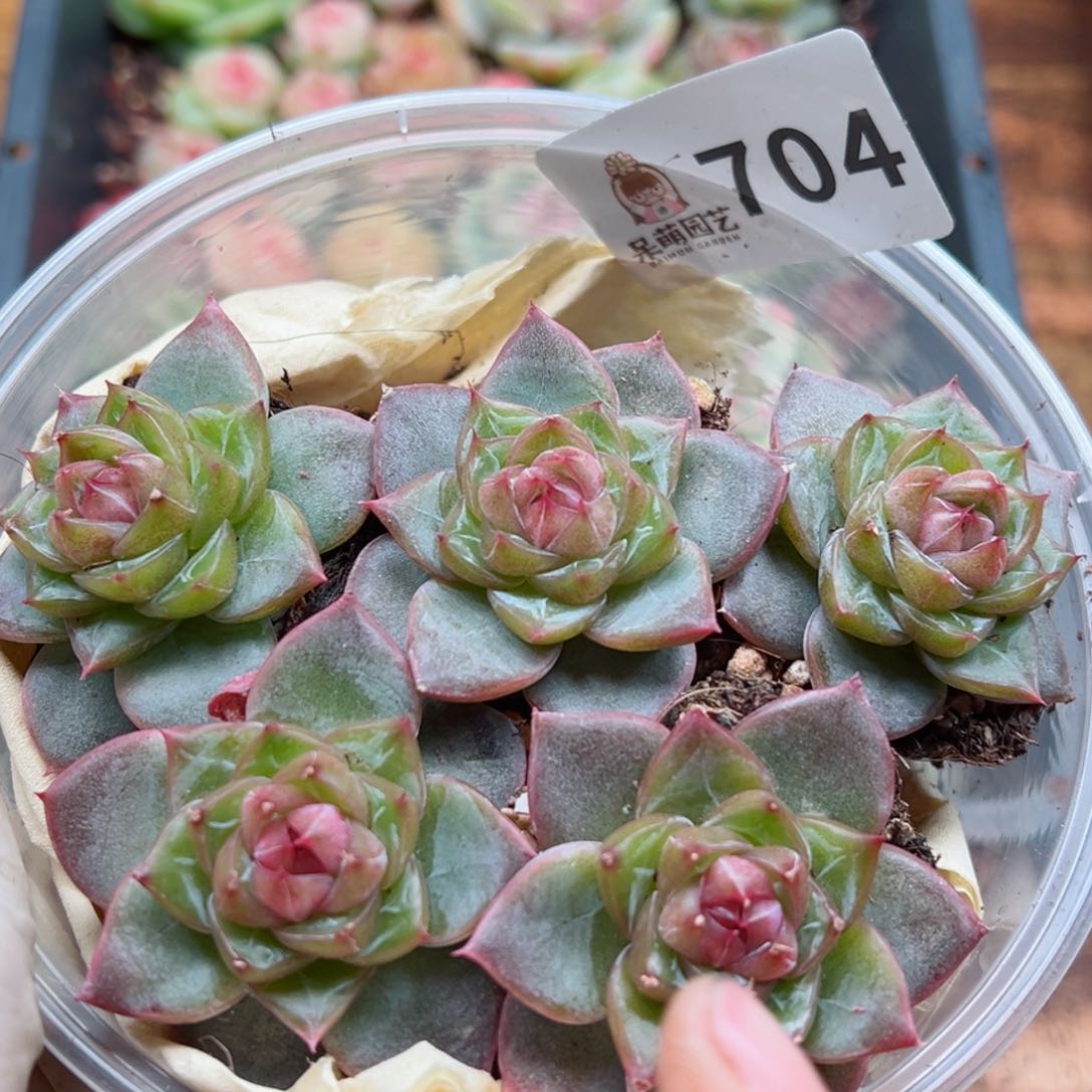 多肉植物多花植物