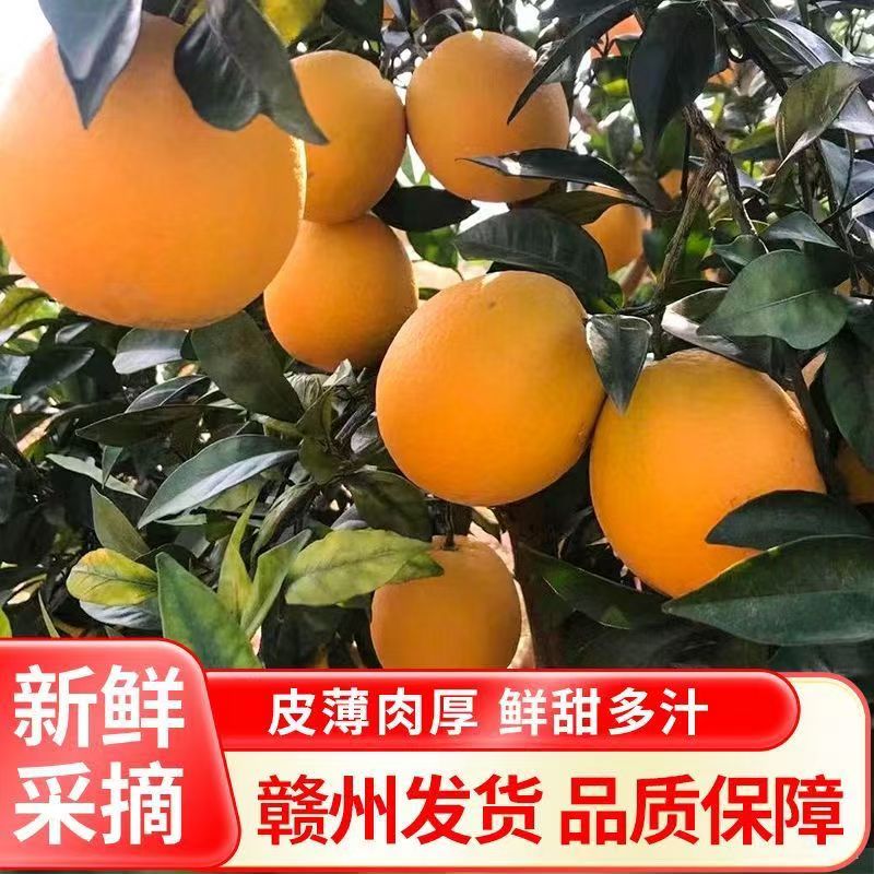 正宗江西赣南脐橙新鲜现摘鲜甜多汁应季水果产地直发