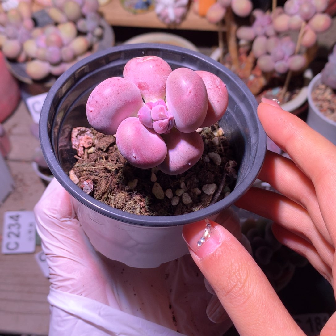 小屁桃小屁桃小屁桃239