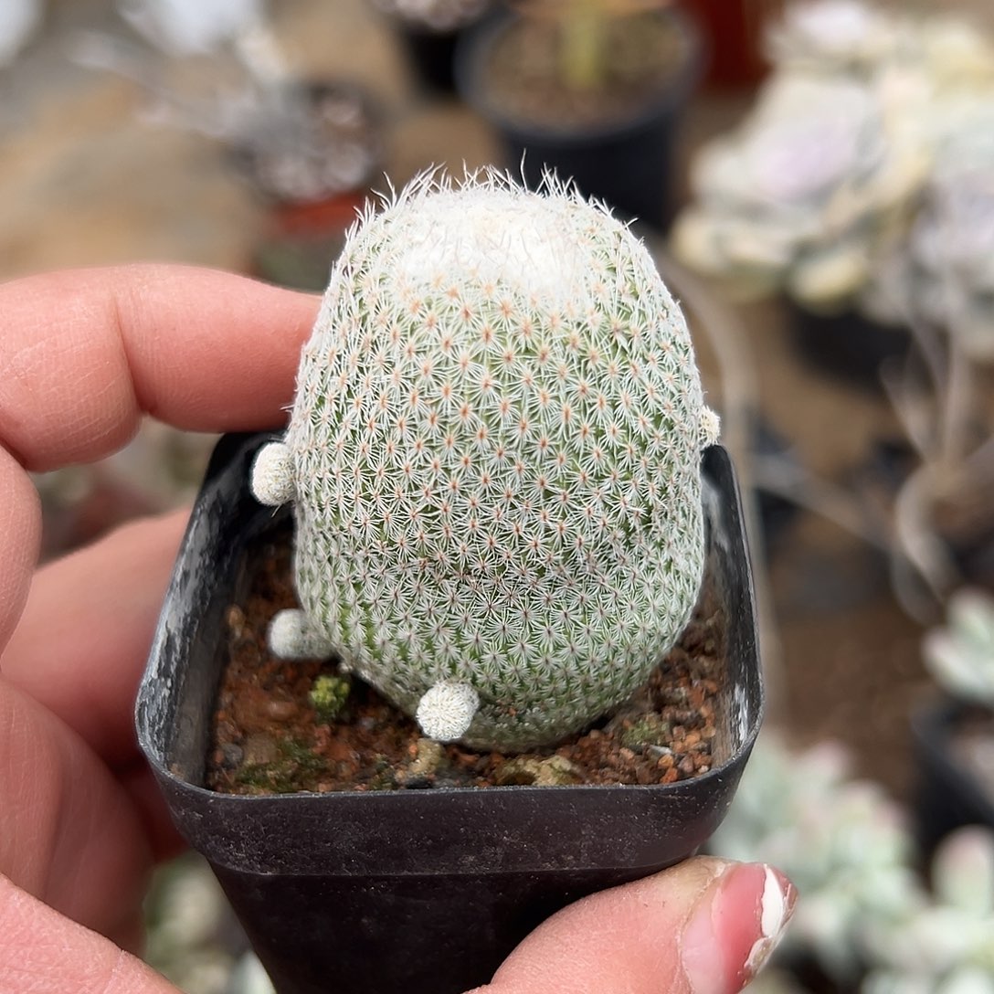 多肉植物月世界开花