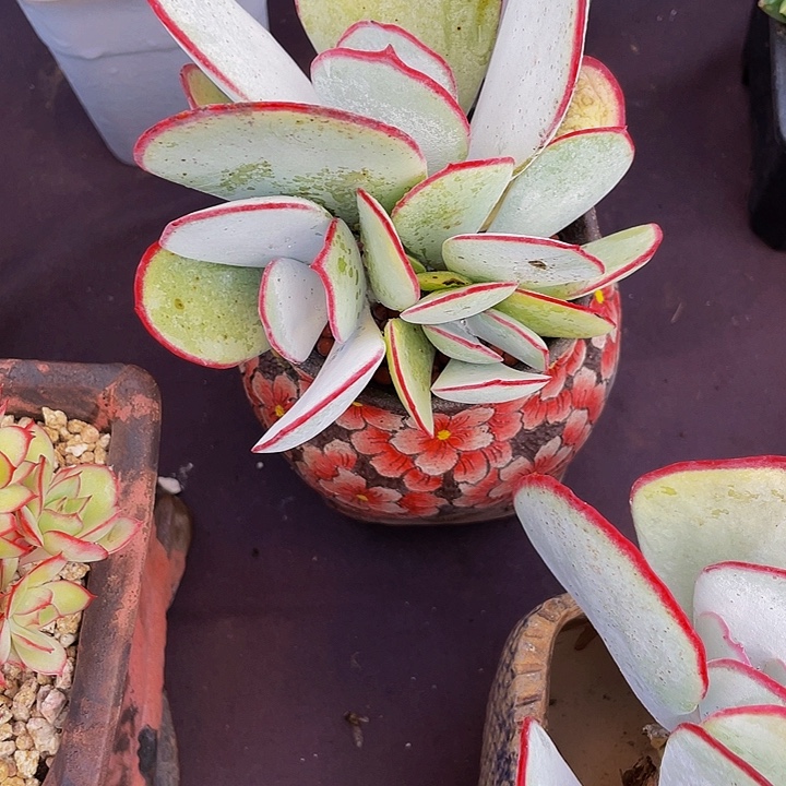 木***乐多肉植物白眉发货