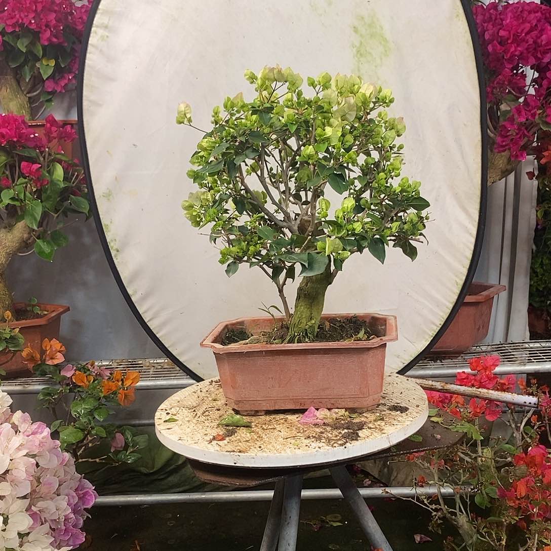 塑料高*绿叶樱花