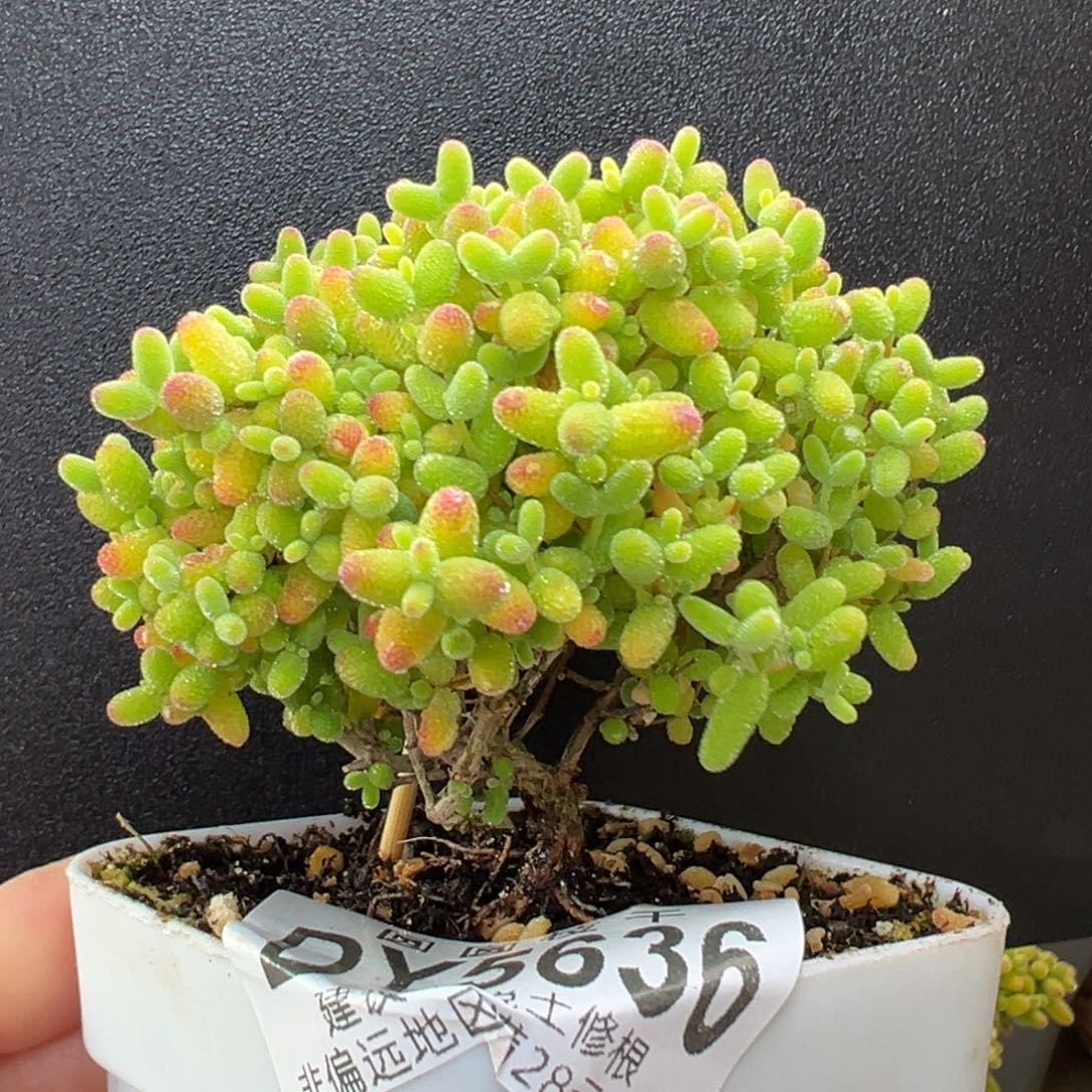 dy5636精控蜜橘糖球冠幅6.5cm