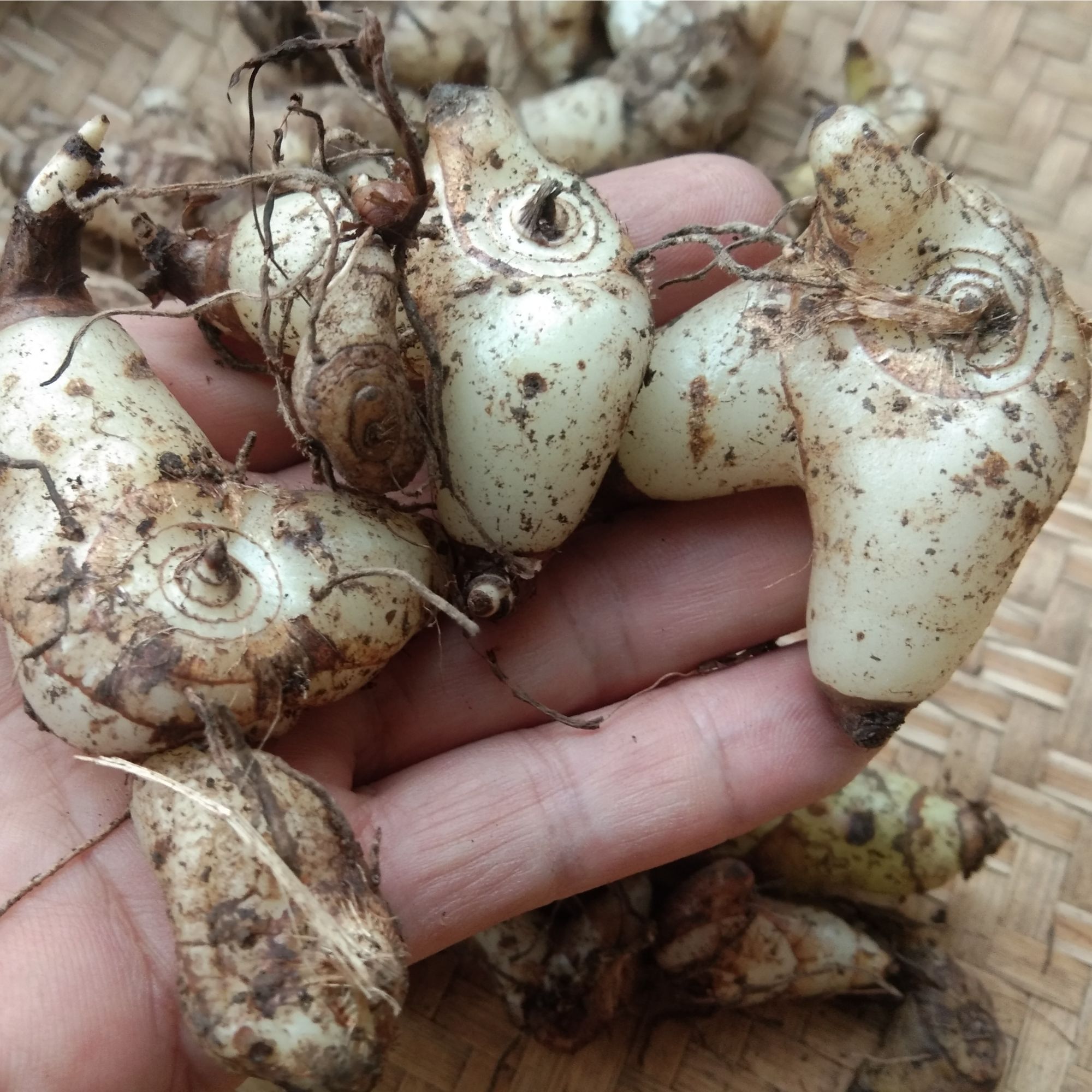 新鲜山白芨 贵州地产三角白芨高原山货小白芨三角白芨