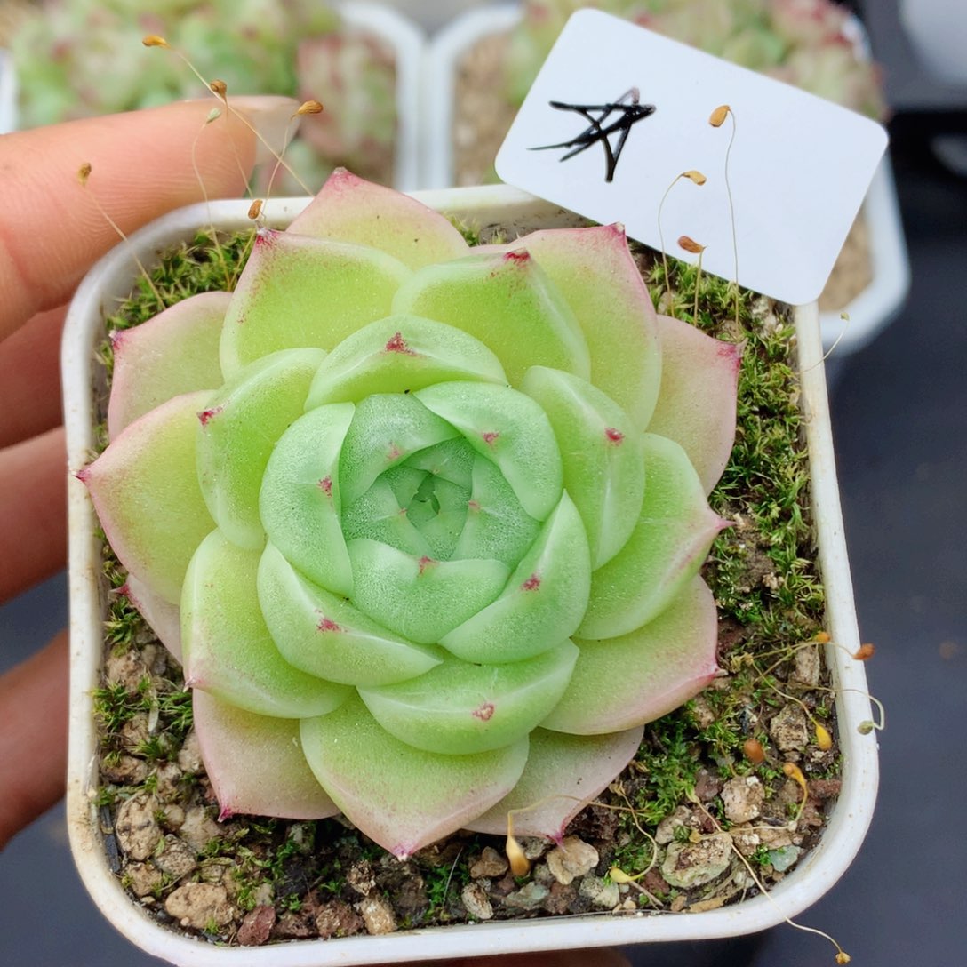 ?麦秆58包邮  群生不包整星星