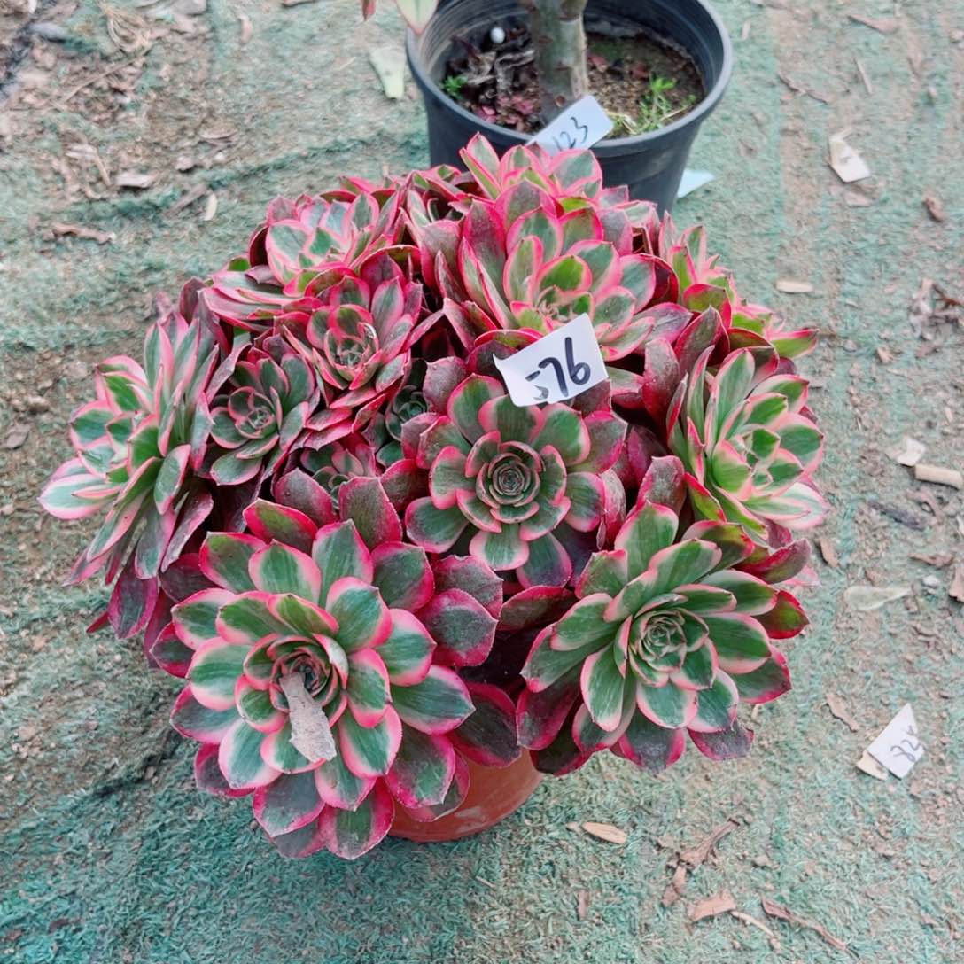 576云荷法师多肉植物