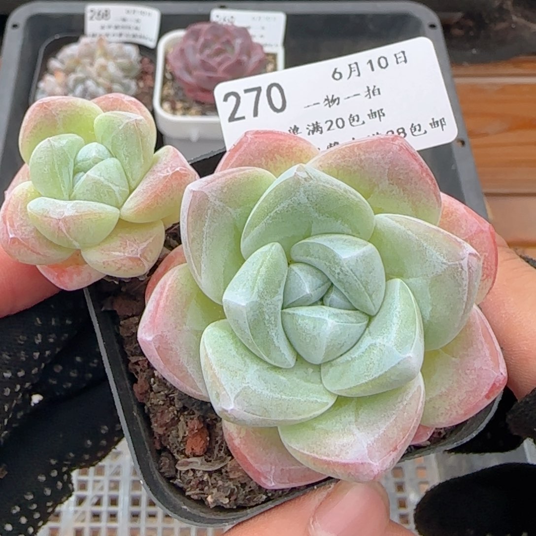 0610-270飘枝冰玉