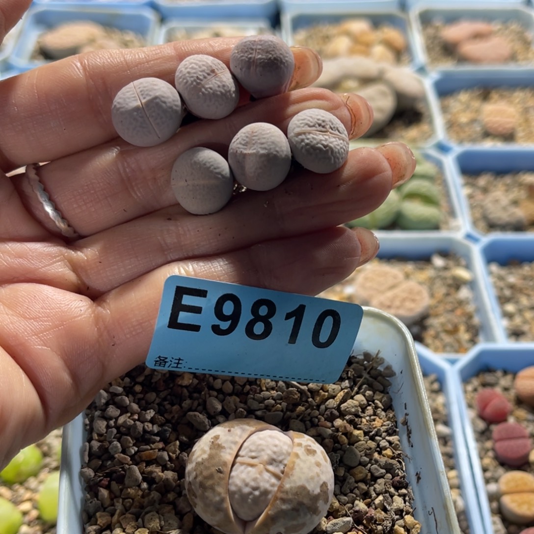 紫***幽9810高尔夫6母本1