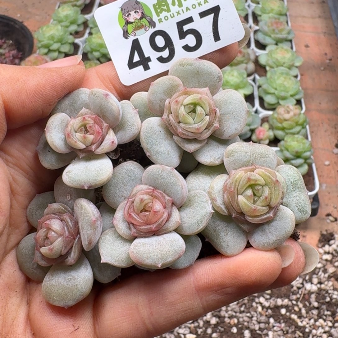 多肉植物多肉植物