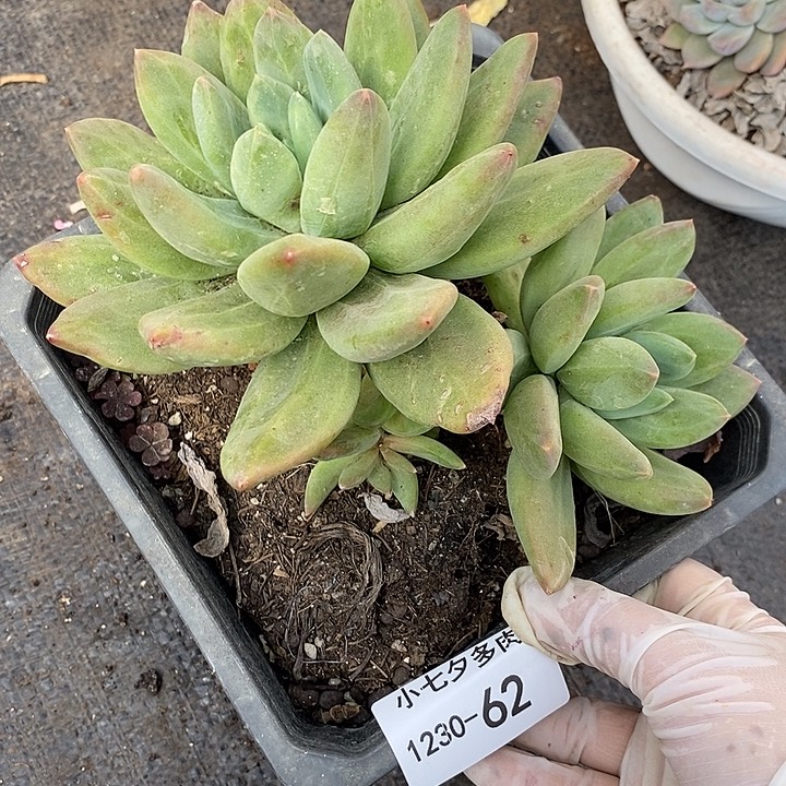 慕***夏小七夕多肉海洋之歌62