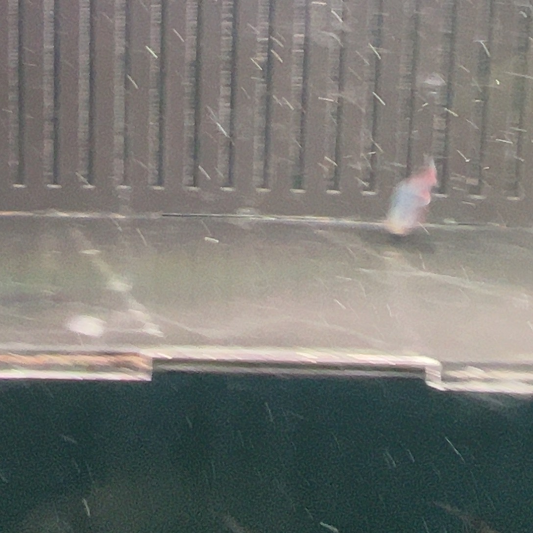 托***乌灯科鱼红尾帝王灯