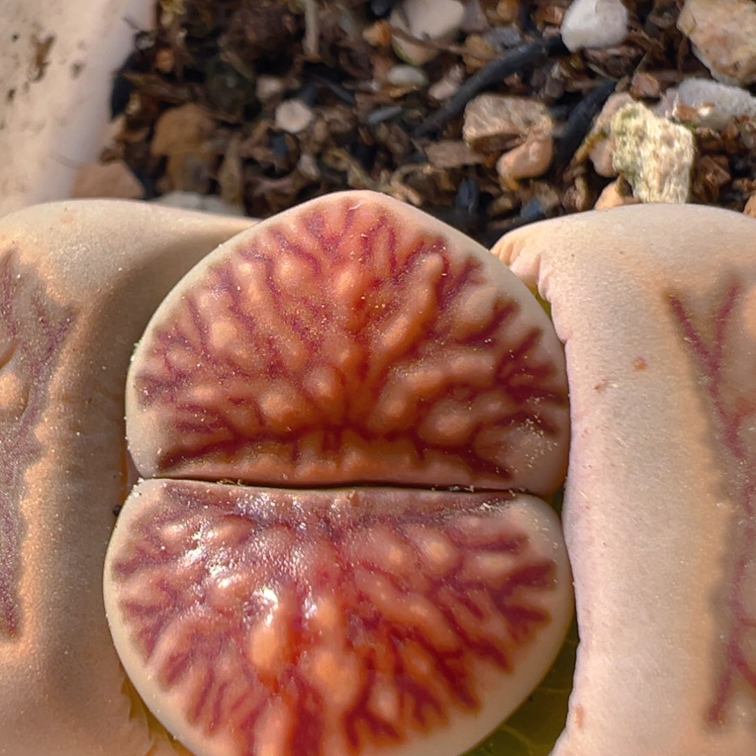 86多肉植物百科知识