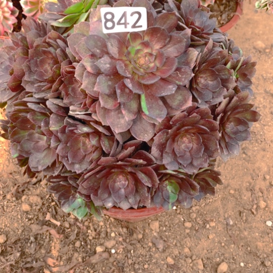 无花朵842多肉植物男爵