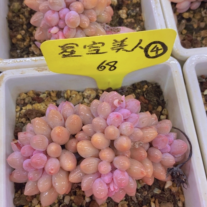 多肉植物，一物一拍直播间