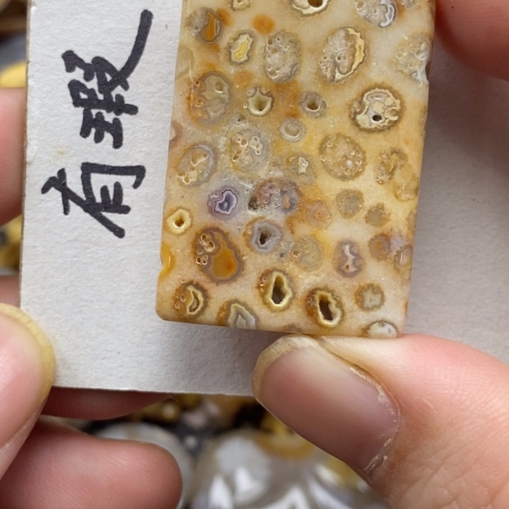 硅化珊瑚（珊瑚玉）未镶嵌颈饰