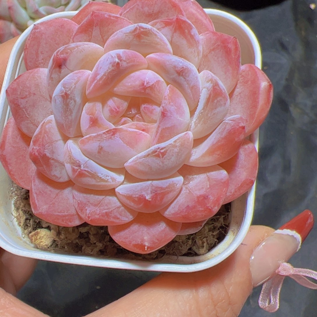 米*子多肉植物，多肉植物