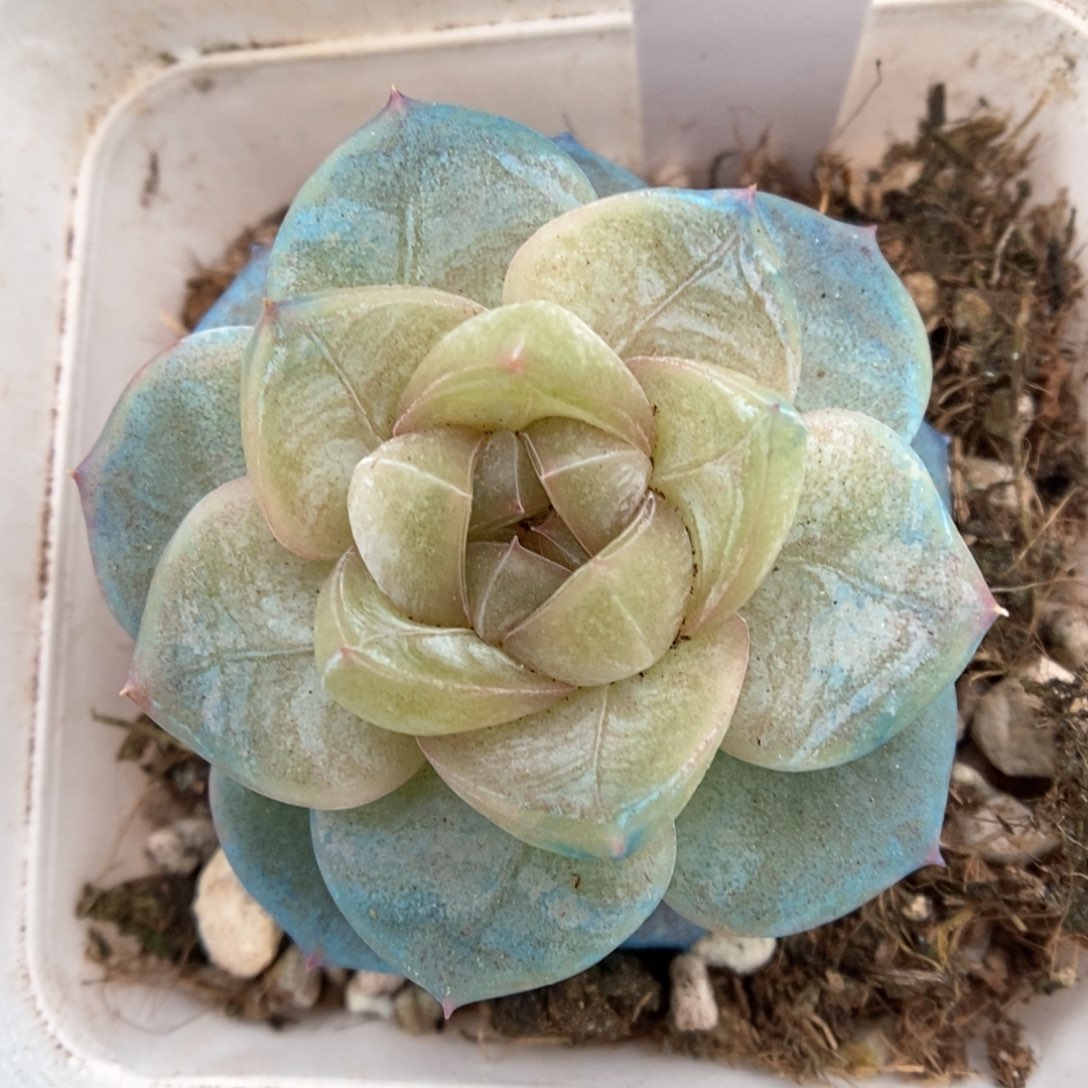 碎冰新品可拍716号。