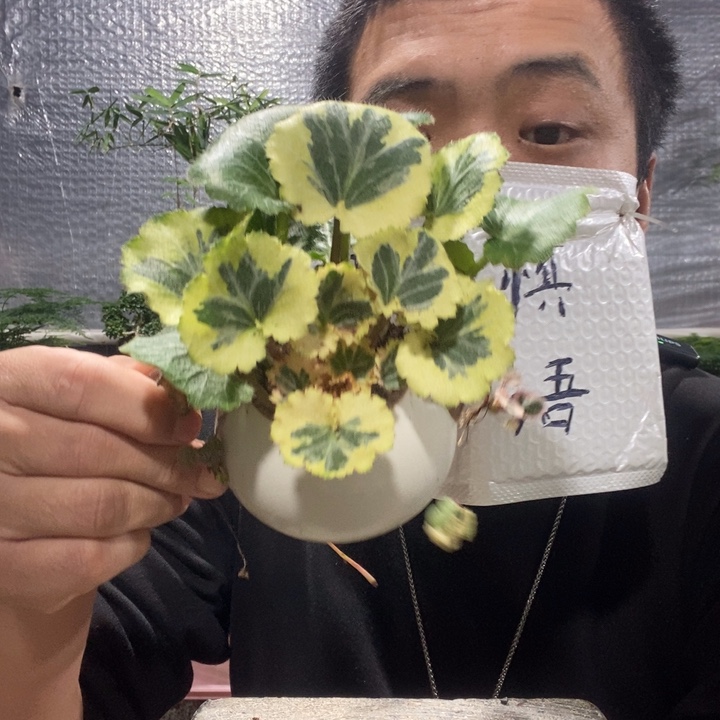 以实际为准盆景绿植盆栽3