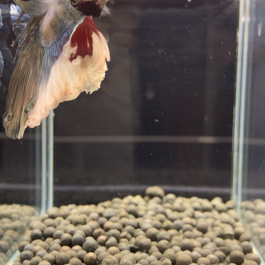 海水鱼七弟泰国斗鱼9