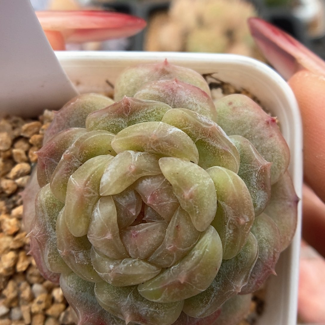 白色恋人可拍382号。