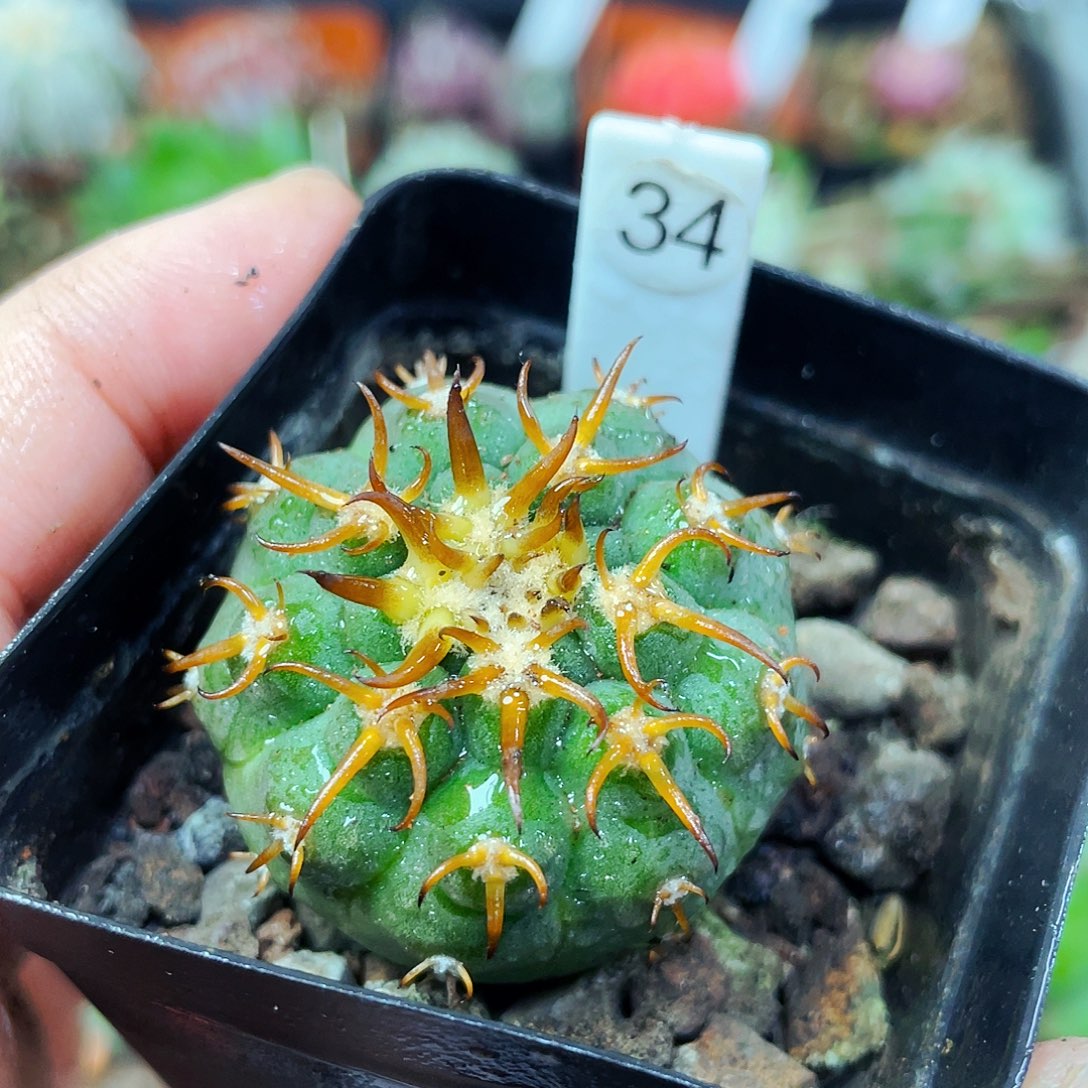 猫爪非偏远地区满25包邮仙人球