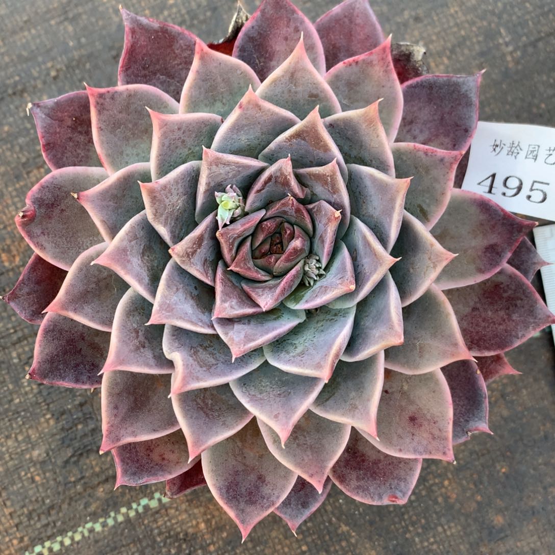 495杂交精品基地14厘米