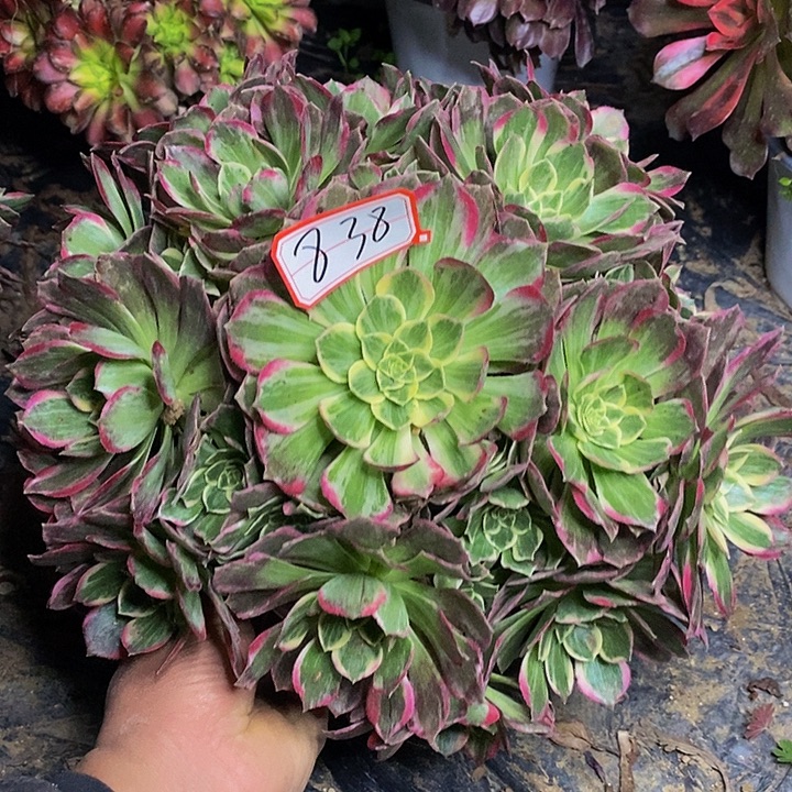 海螺老桩捧花838号