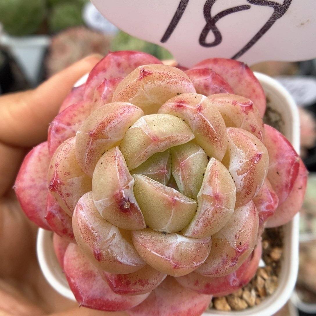 熊猫珍妮可拍989号。  