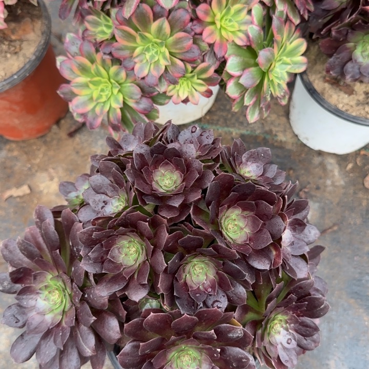 924水果糖➕黑魔包邮。        