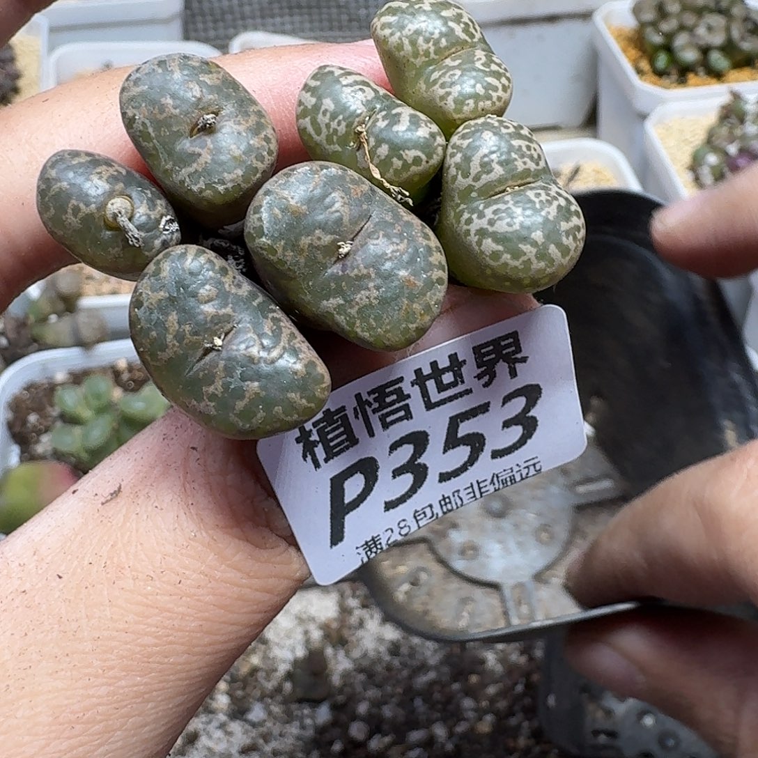 多肉植物的润泽ghjmm