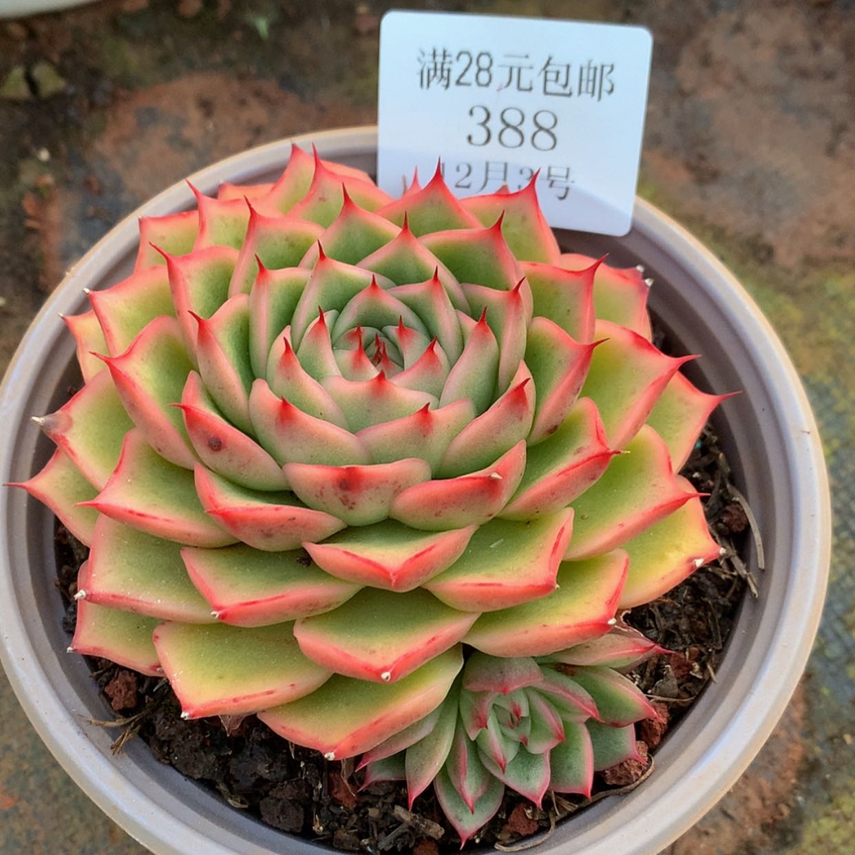 【闪购商品】云388号