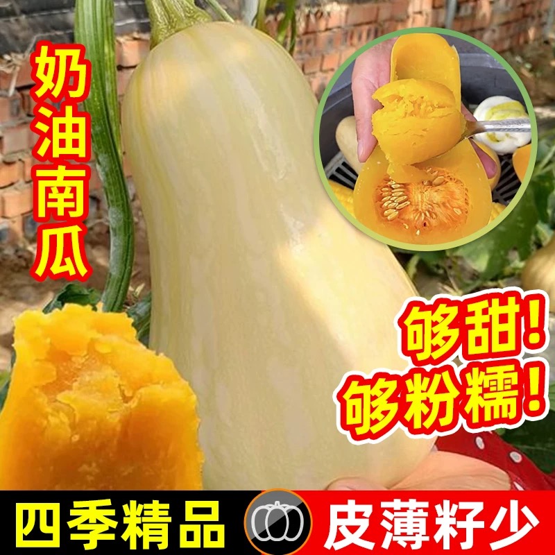 【奶油南瓜种子】蔬菜种子高产南瓜籽种