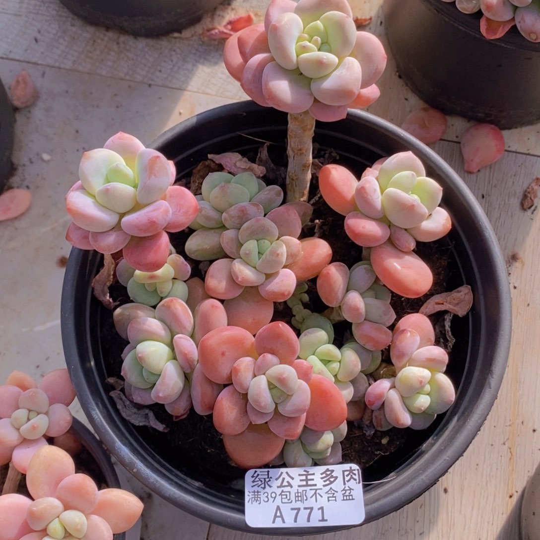 樱花洛神13cm771多肉植物