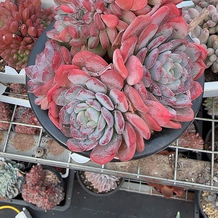 骑***姨青蛙王子儿童牙膏11