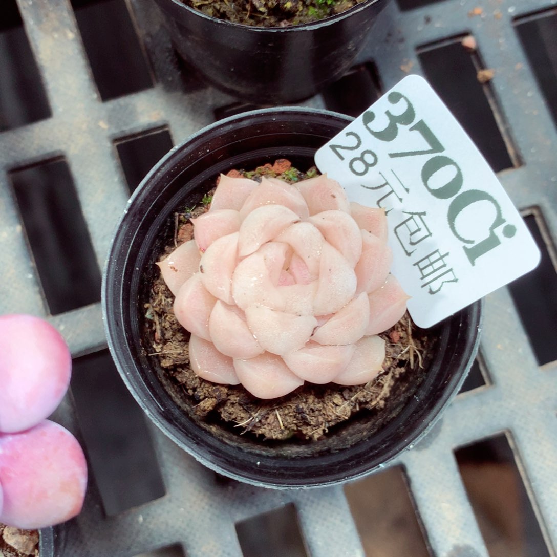 5厘米盆精控多肉370