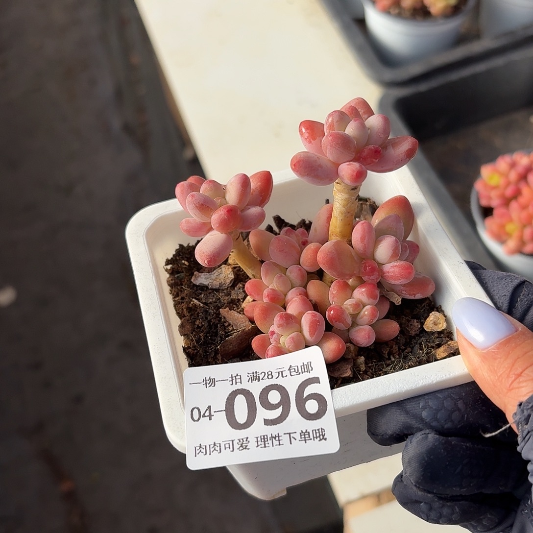 樱花奶无盆土发货无