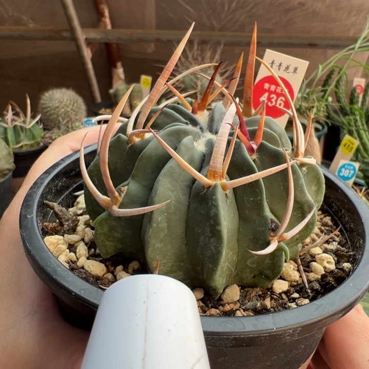 自根豪刺朝天刺龙剑丸8cm