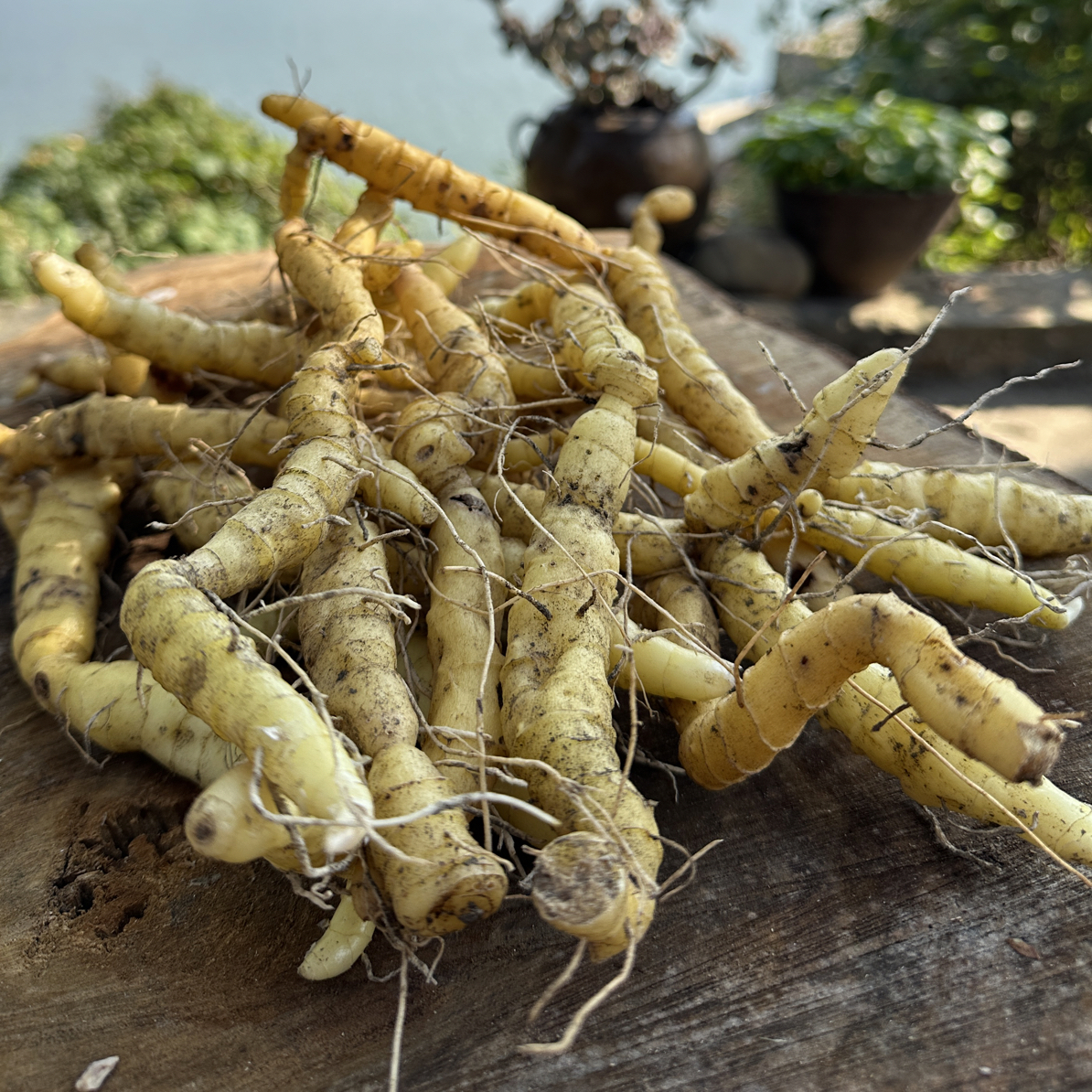 【湘九味】新鲜【金黄色悬崖玉／竹】可煲汤可五蒸五晒即食