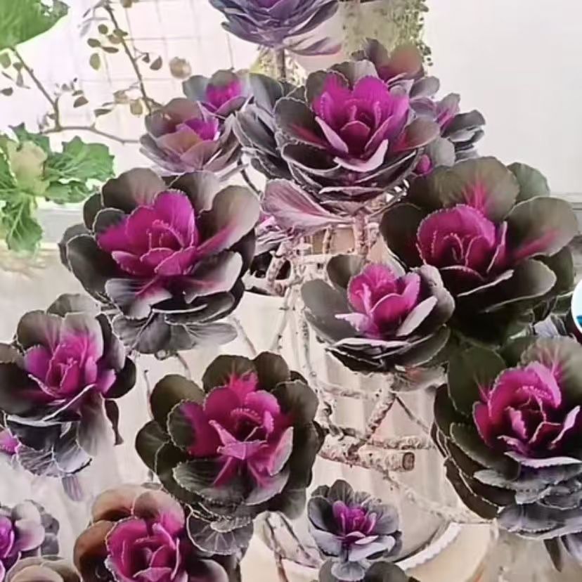 耐寒耐晒易养羽衣甘蓝花卉盆栽适合地栽庭院种植